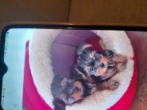 2 aylık yorkshire terrier erkek bebek