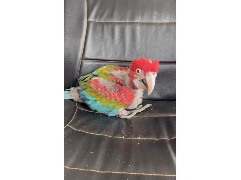 Kırmızı 45 günlük bebek macaw