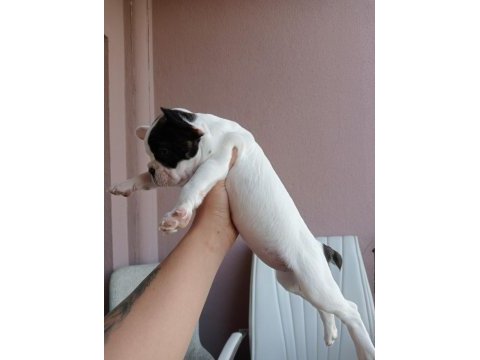 Orjinal french bulldog merle yavrumuz