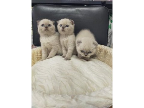 Mükemmel yüz yapısına sahip scottish fold bebeklerimiz