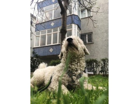 Maltipoo oğluma yeni yuva