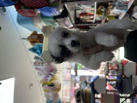 2.5 aylık erkek longhair chihuahua