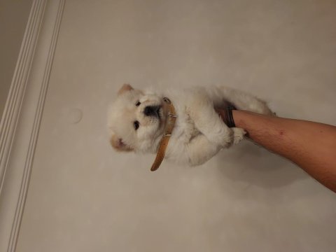 2 aylık erkek çin aslanı