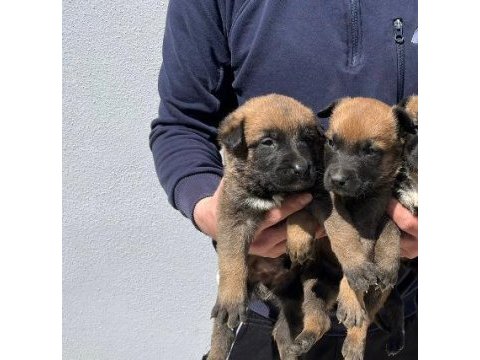 Belçika malinois safkan