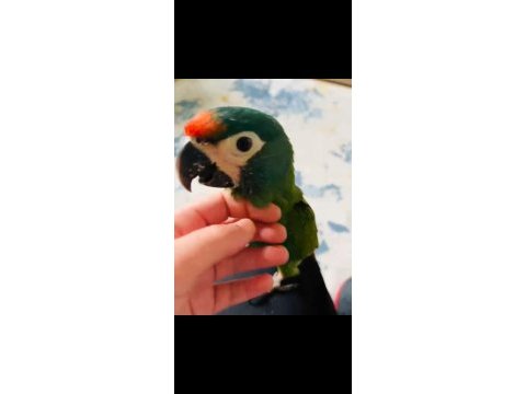 Muhteşem ton ve güzellikte cüce macaw papağanı