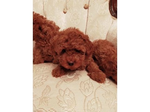 Show kalite redbrown kore toy poodle yavrularımız