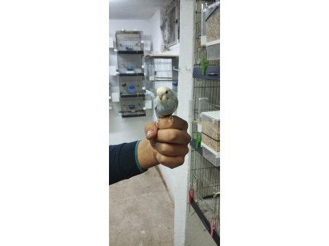 Yeni yeme düşmüş muhabbet kuşu yavrular