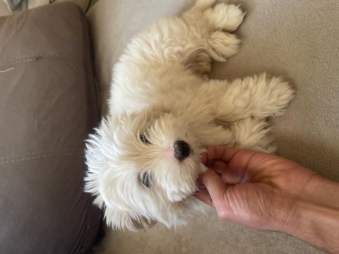 Safkan maltese terrier