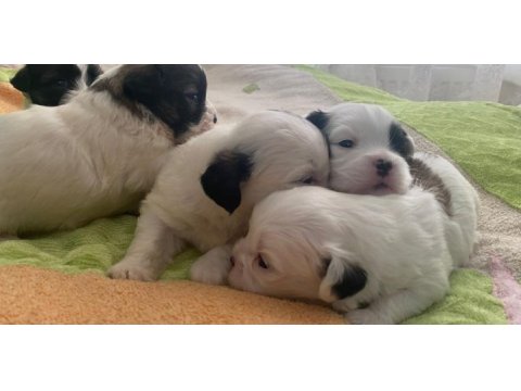 2 aylık yavru dişi morkie