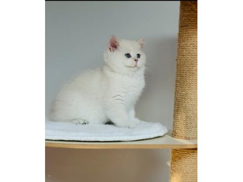 Safkan şecereli anne babadan ay33 kodunda british shorthair