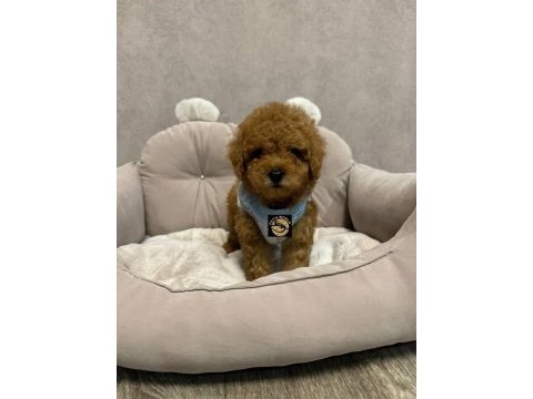 Pets world ayrıcalığı ile toy poodle yavrularımız