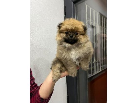 Pomeranian boo yavrularımız mevcut