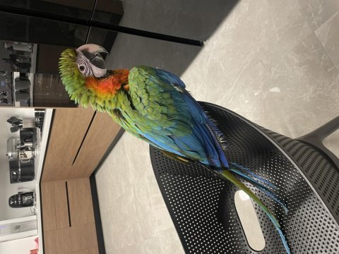 Hybrid macaw 5 aylık el besleme