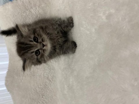 British longhair silver tabby 54 günlük kedimiz