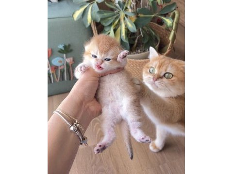 Golden british shorthair dişi ve erkek bebekler