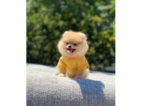 Pomeranian boo safkan ayı surat bebeklerim
