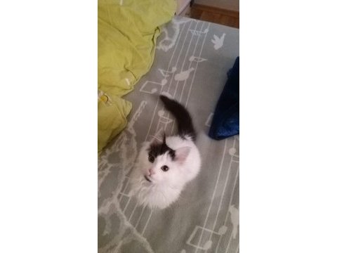 Acil zor durumda bir yavru kedimiz