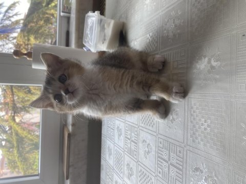 Dünyalar güzeli british shorthair black golden