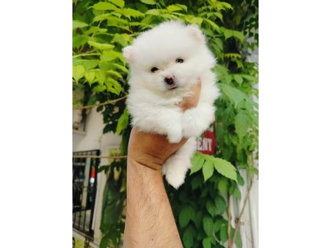 Pomeranian yavruları
