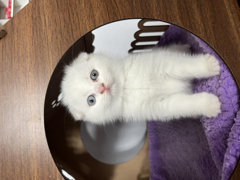 İki aylık scottish fold bebişler sahiplendirilecektir