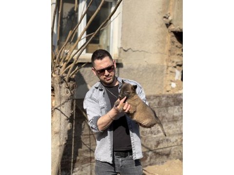 Irk sağlık garantili pirana gibi belçika kurtları