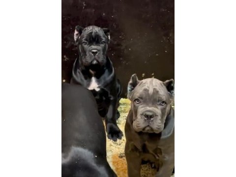 Korumacı cane corso yavrular