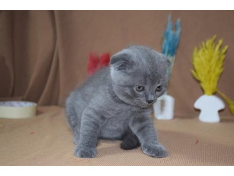 Safkan top kafa scottish fold yavrumuz