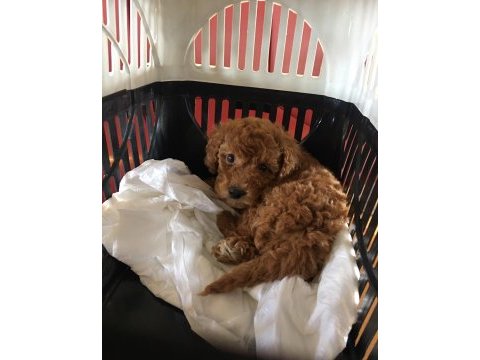 Sağlıklı poodle yavrularımızı sahiplendirme