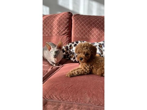 Ev ortamında büyüyen toy poodle bebekler