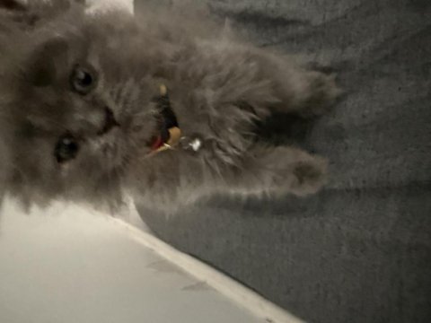2 aylik british longhair