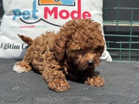Petmode köpek çiftliğinde ziyarete açık kore maltipoo