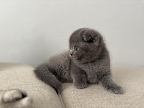 Scottish fold son yavru