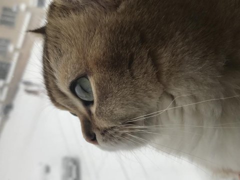 British shorthair erkek ny11