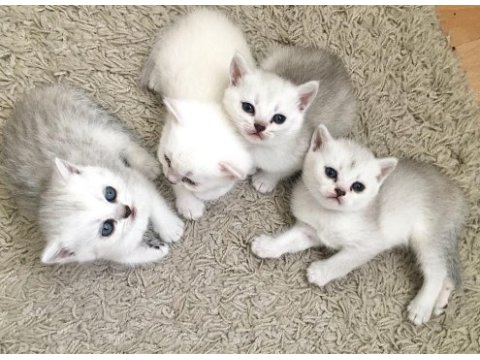 Sevimli dişi-erkek british shorthair yavrularımız