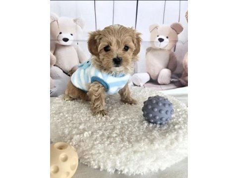 A kalite maltipoo yavrularımız