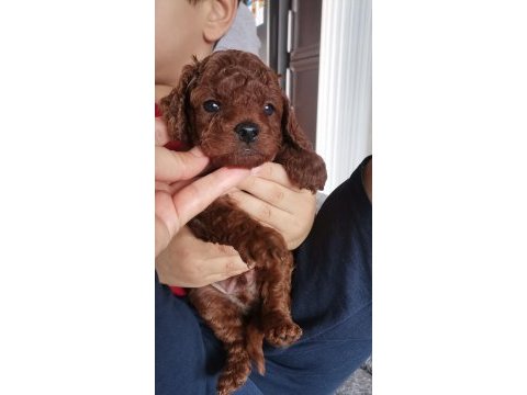 Toy poodle erkek yavrular