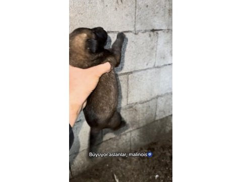 Malinois bilgi için yazın