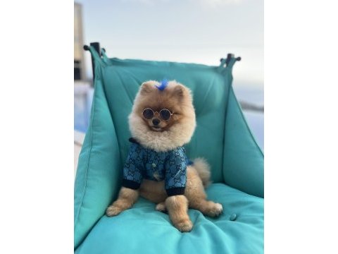 Pomeranian boo erkek