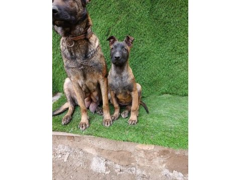3 aylık dişi güzeli malinois manken şila