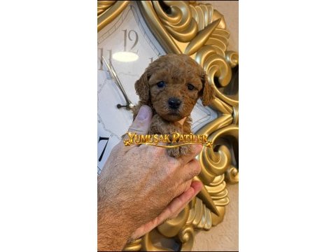 Toy poodle dişi - erkek