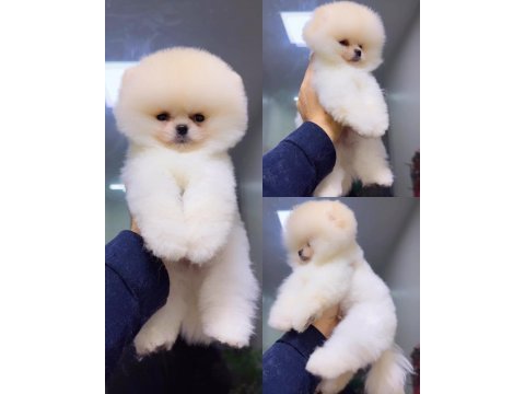 Pomeranian köpeği