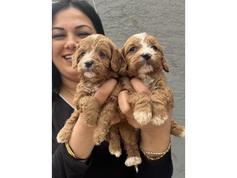 Safkan maltipoo yavrularım