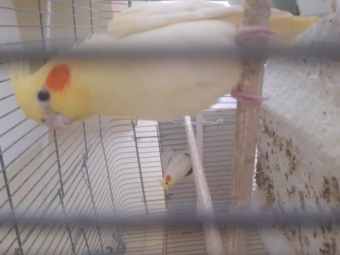 Çift lutino sultan papağanı