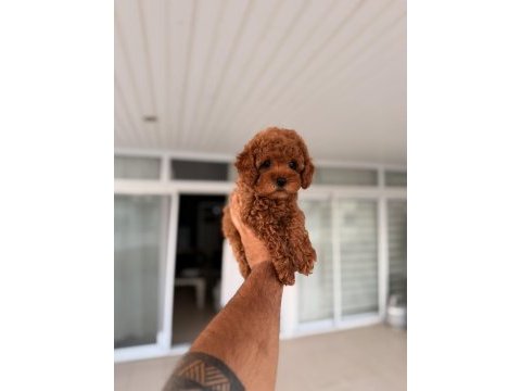 Mersin toy poodle orjinal yavrular