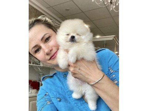 Boo pomeranian garantili çiftliğimizden yavrularımız