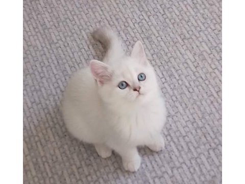 A kalite british shorthair yavrular