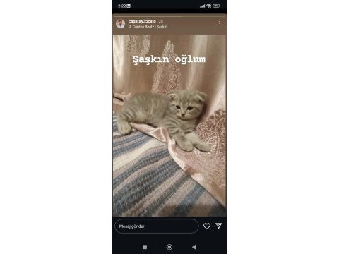 2 aylık yavru scottish fold erkek