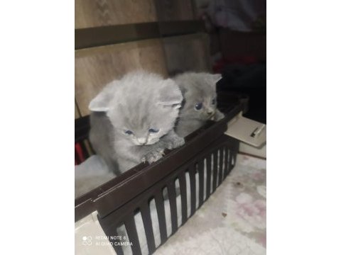 Yavru scottish fold