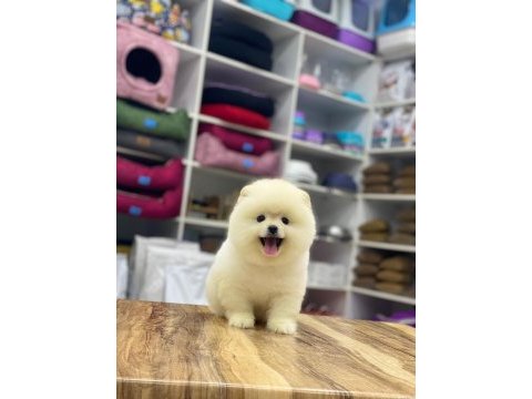 Yeni evlerine gitmeye hazır pomeranian yavruları