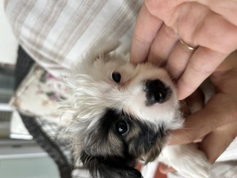 Alerjim sebebiyle minik bebek köpeğimiz yuva arıyor acil